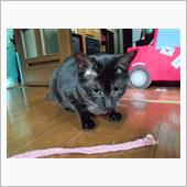 サビねこだった二代目猫、今で ...