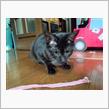 サビねこだった二代目猫、今では『クロネコ』に・・・。