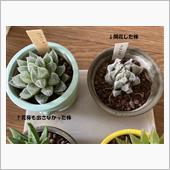 一花咲かせるか否か。