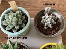 一花咲かせるか否か。