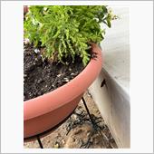 寄せ植え片付けたら