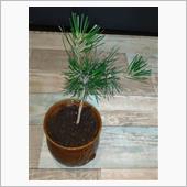 駅弁の器 穴あけし植木鉢に