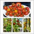 今日の収穫🍅