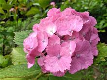 紫陽花と薔薇を観て来ました。