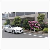 紫陽花を挿し木してみた。【2 ...