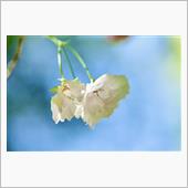 季節外れのお花達、、、その2
