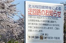 桜前線は北海道へ⑧　大野川桜並木など　(2022 .4)