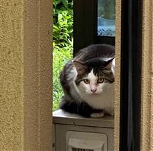犯猫発見。
