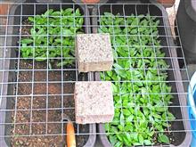 日々草ほぼ植え終わって…今日!!