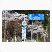 桜前線は北海道へ⑨　道南いさ ...