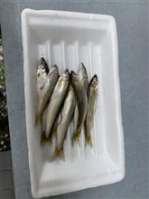 本日の釣果です。