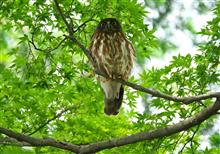 今日の鳥撮りは～アオバズク