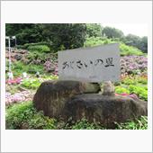 形原温泉あじさい祭りに行って ...