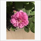 薔薇が咲いた④