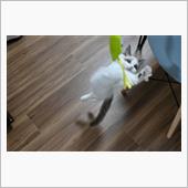 飛びネコ撮影チャレンジ