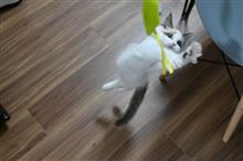 飛びネコ撮影チャレンジ