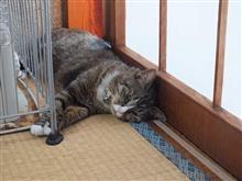草刈リ、、