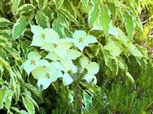 6月の帰宅