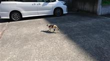 &#39;22 野良猫日記 其の百九