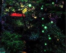 🟡✨夏の風物詩巡り No.8『ホタル観察レポート編 そのニ』✨🟡