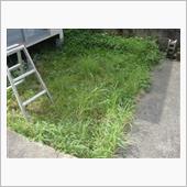 ☆　庭の雑草退治