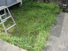 ☆　庭の雑草退治