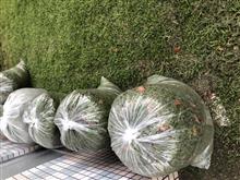 公園の草刈り