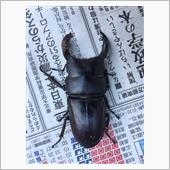 オオクワガタ誕生
