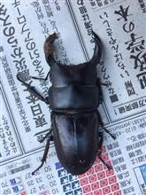 オオクワガタ誕生
