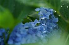 初夏の淡色　～ 雨上がりの朝に ～