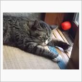 暑いから、カクテル、です。