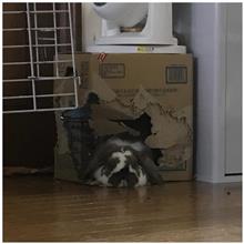 はやぶさ2プロジェクト解散 はやぶさ2プロジェクト解散