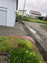 最近のパトロール