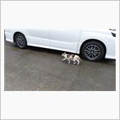 &#39;22 野良猫日記 其の百十 ...
