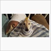 愛犬2匹　独り言