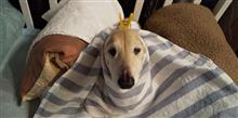 愛犬2匹　独り言