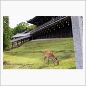 旅する「なら」Day4 ①  ...