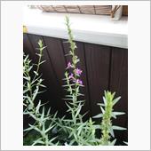 ミソハギ開花開始。でも、赤血 ...