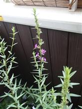 ミソハギ開花開始。でも、赤血球が足りないし痛風になっちゃうかも？🙀
