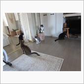 ﻿ニャニャニャニャニャ〜 ニ ...