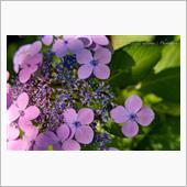 酷暑の花撮り Part２