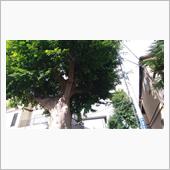 大きな病院の帰り･････