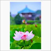 東京・上野不忍池　蓮の開花が ...