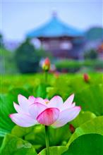 東京・上野不忍池　蓮の開花が始まった