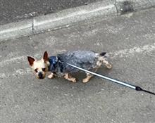 一日一善。