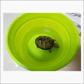 亀も休日