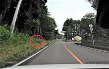 ロバ、ポニー、子馬???・・・出た・・・ヽ(;&#180;Д`)ノ