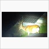 シカ14匹と遭遇。トナカイ！