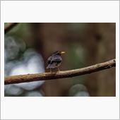 アカショウビンには会えず･･ ...
