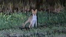 きつね居た！埼玉深○